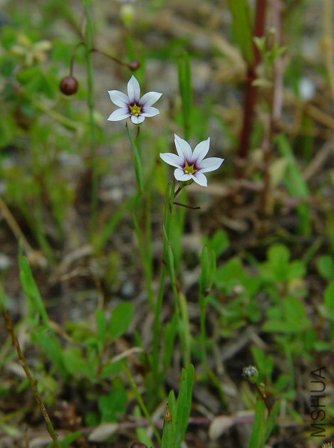 Sisyrinchium_rosulatum_plant.jpg