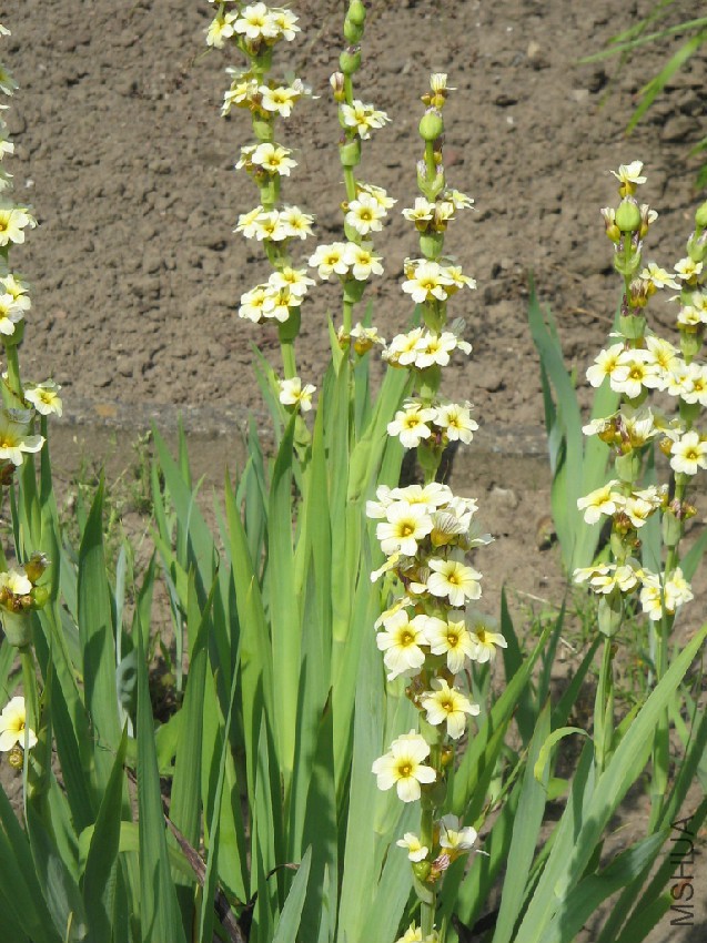 Sisyrinchium_striatum01.jpg