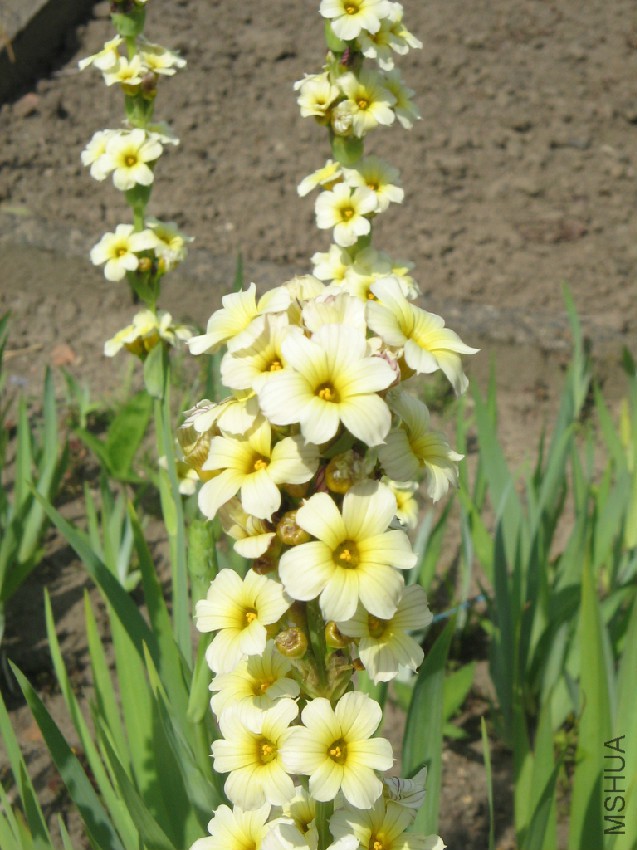 Sisyrinchium_striatum02.jpg