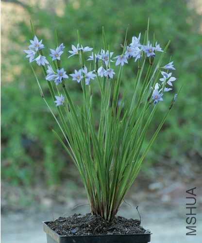 Sisyrinchium-campestre-merv_7514.jpg