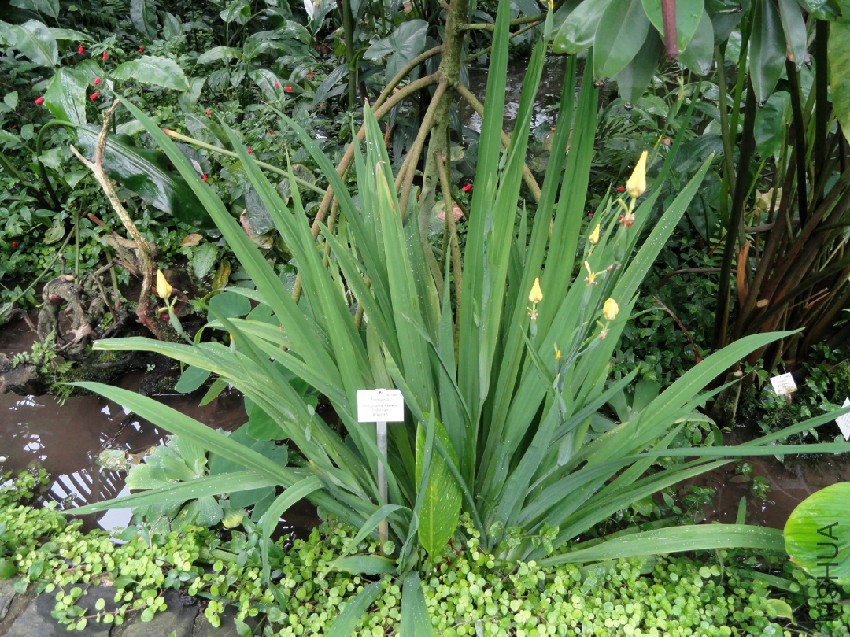 Trimezia_sincorana_-_Palmengarten_Frankfurt_-_DSC01780.jpg