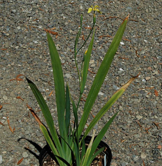 Trimezia_steyermarkii_plant_msi.jpg