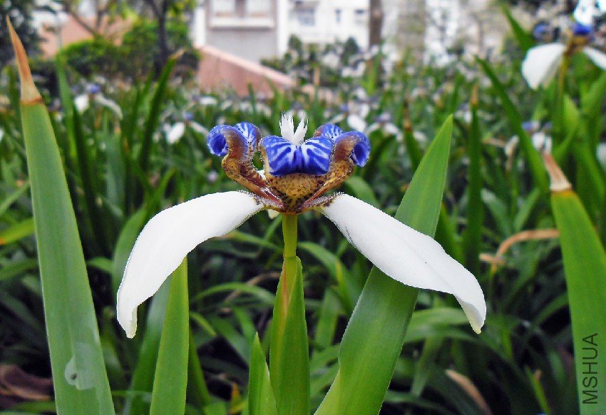 Neomarica_northiana_flower_sideview_in_Hong_Kong.jpg