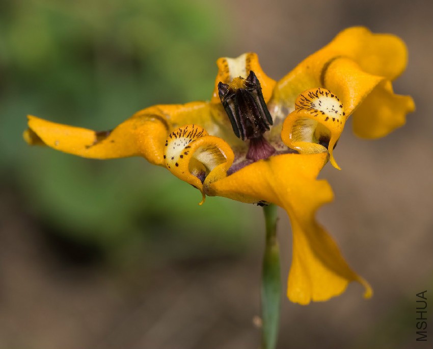 Cypella_herbertii_fotoDarioNiz (19).jpg