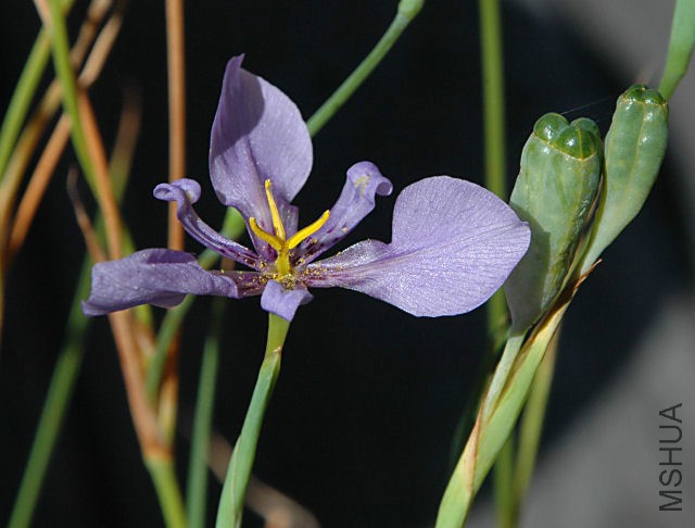 Calydorea_amabilis_pods_msiA.jpg