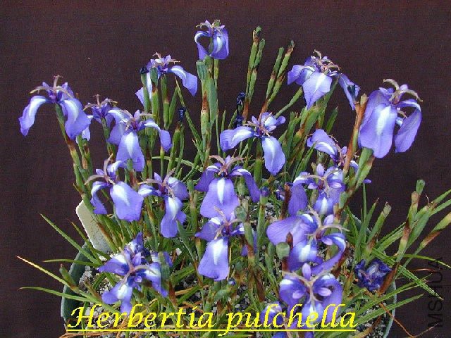 Herbertia_pulchella_BD.jpg