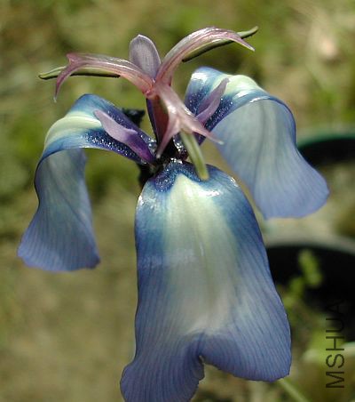 Herbertia_pulchella3.jpg