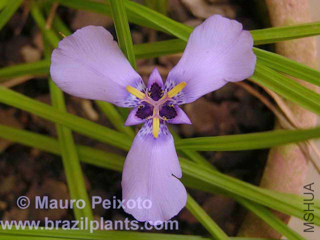 herbertia-tigridioides.jpg