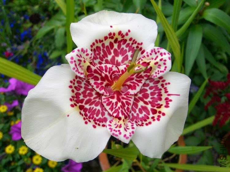 Tigridia Pavonia Flower 4.JPG