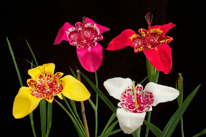 Tigridia Pavonia Flower 6.jpg