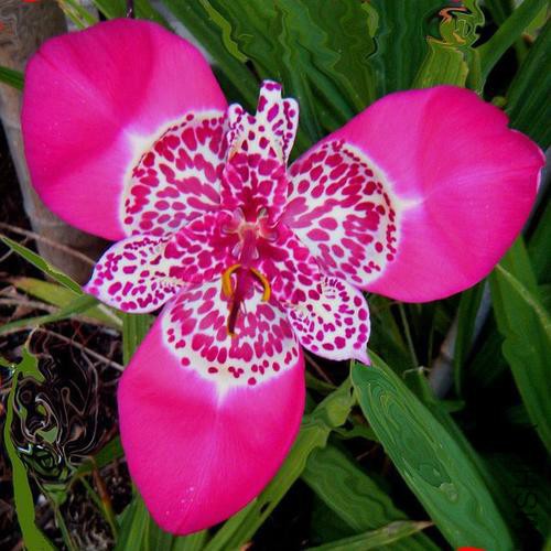 TIGRIDIA LILACEA.jpg