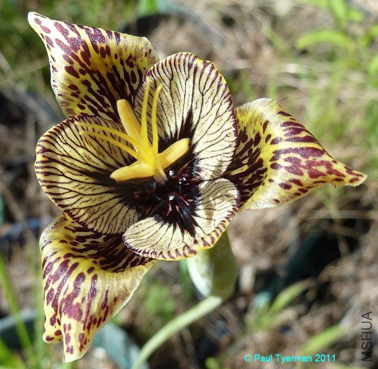 Tigridia vanhouttei 3.jpg