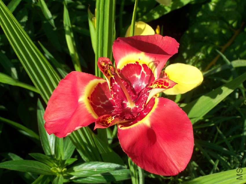 Tigridia_flower_003.jpg