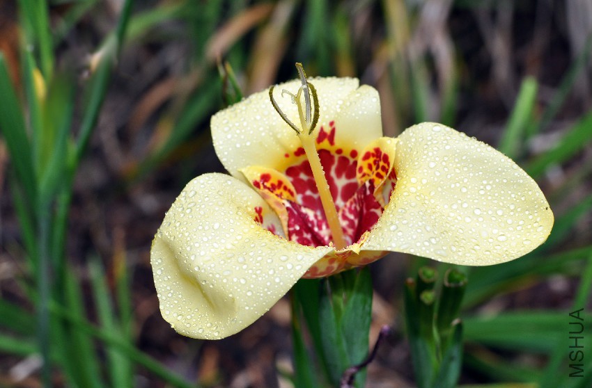 Tigridia_pavonia_flower.jpg