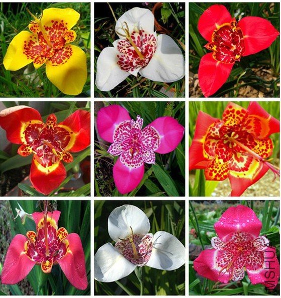 Tigridia-pavonia-flowers-Seeds-200PCS-Colorful-flowers-tiger-orchid-For-home-bon.jpg