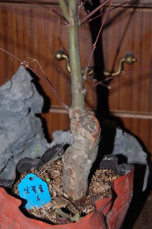 DSC_03810063.JPG