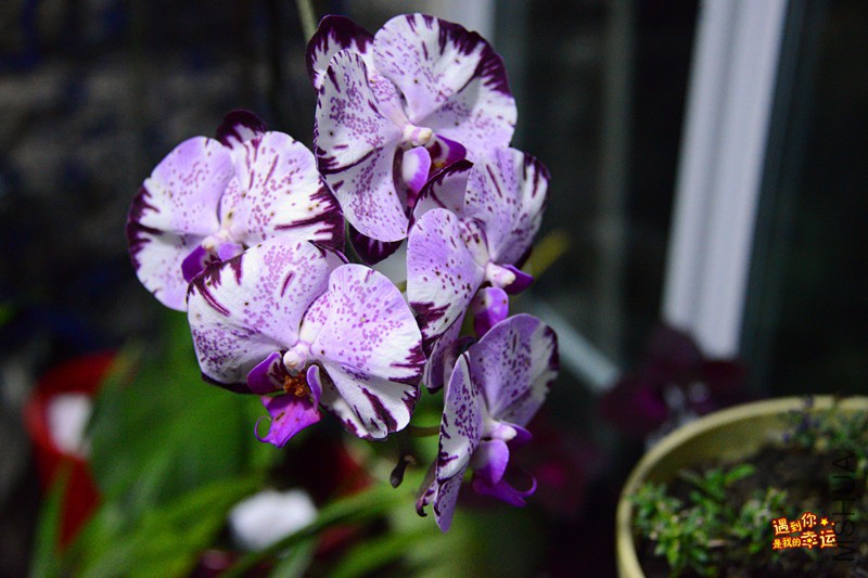 ��Ƭ 009_����.jpg