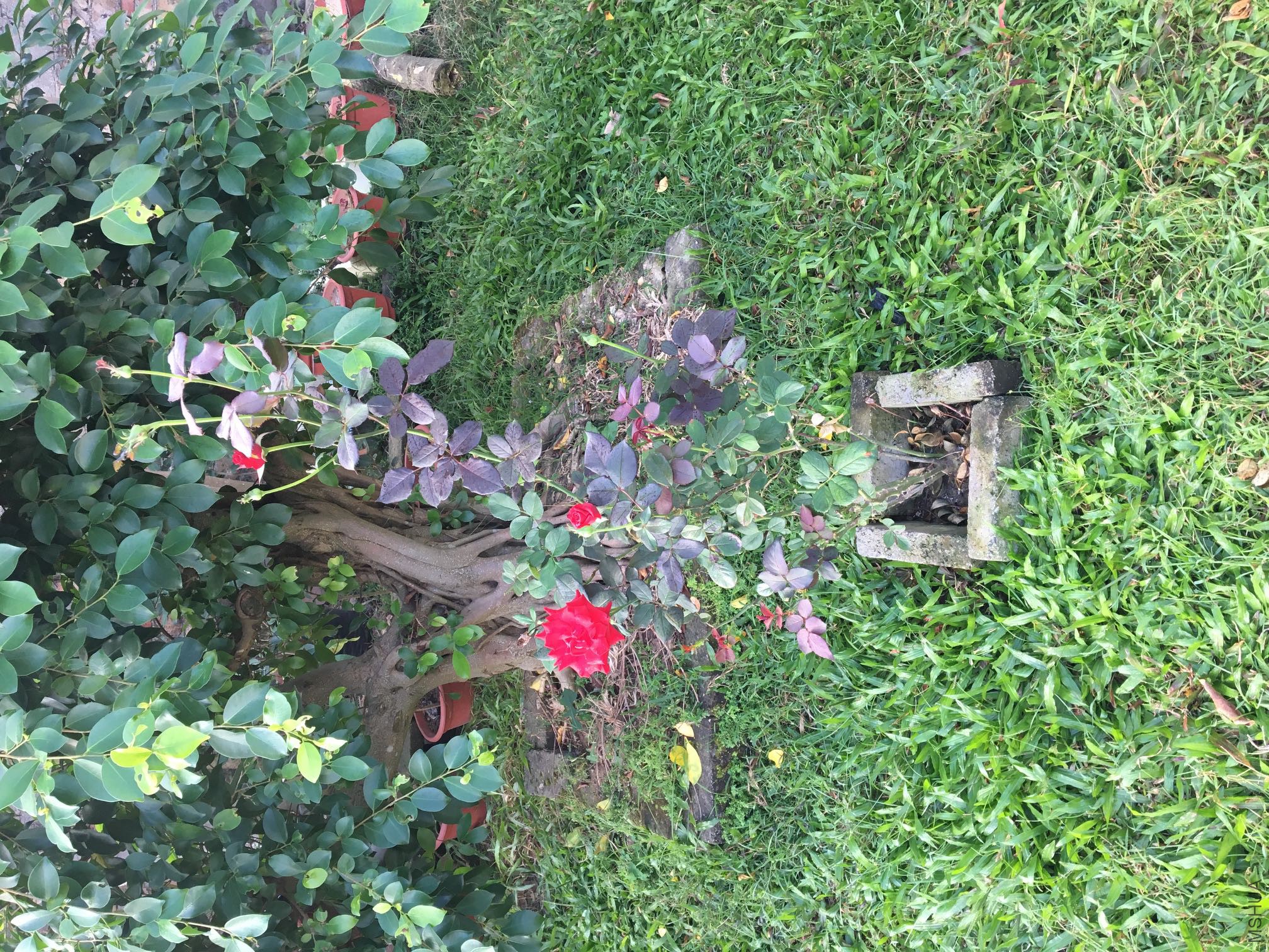 085205tvi8rjxcugjcsvcc.JPG