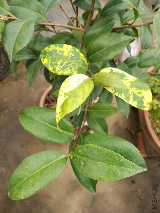 ·��˹����ҶƬŨ��ɫ��խ��Բ�Σ�Ҷ��ϸ��������