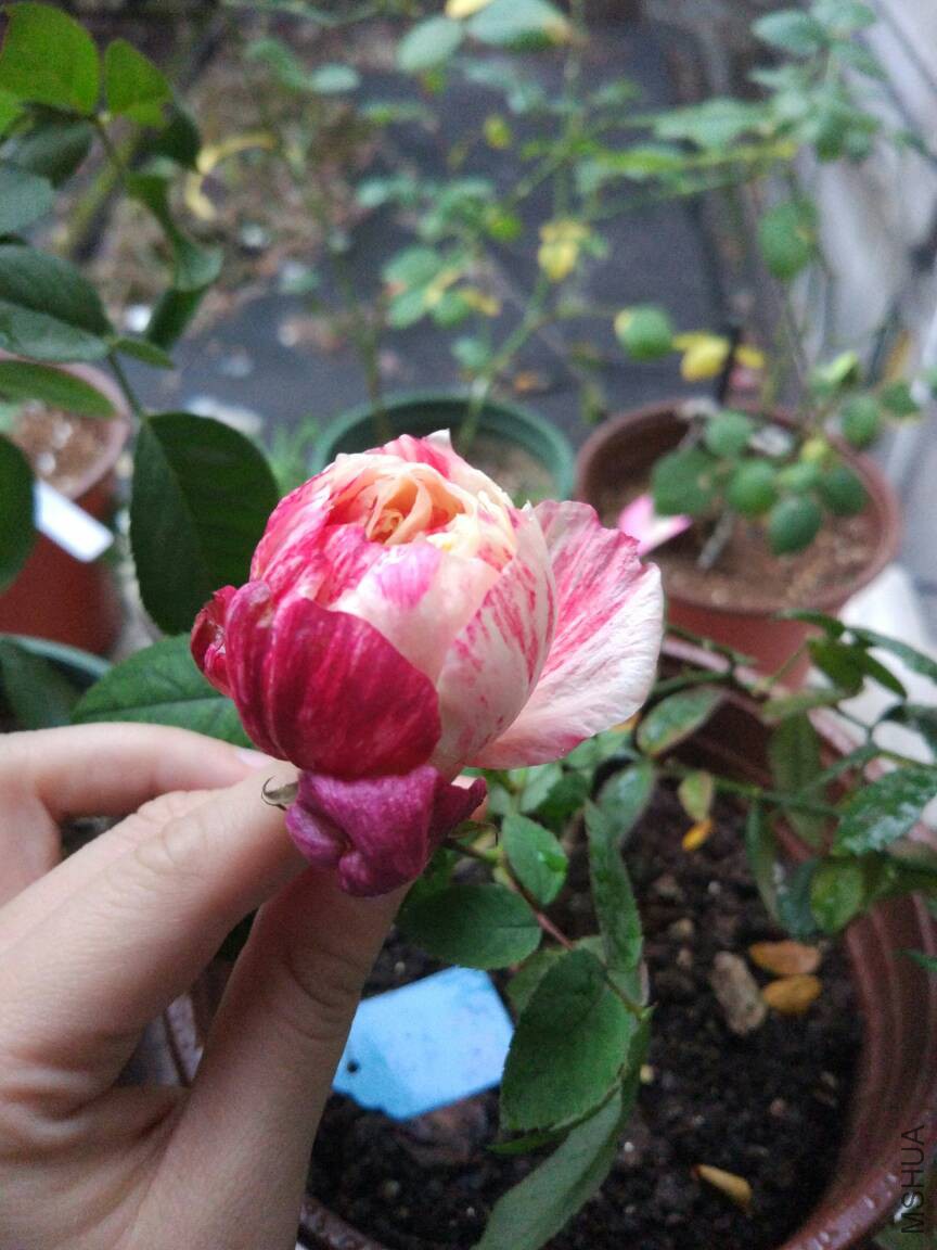 175518besskmgtmketdgeu.jpg
