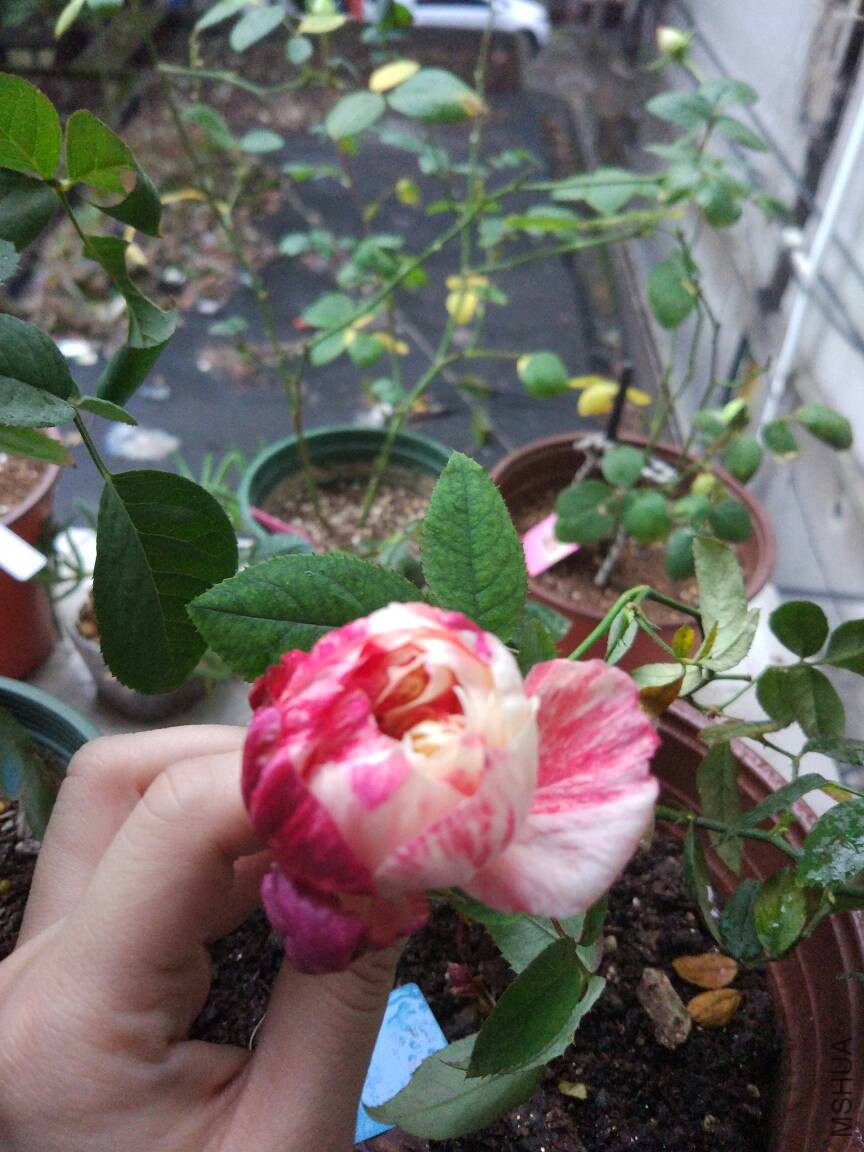 175518e9eos99ra99997h1.jpg