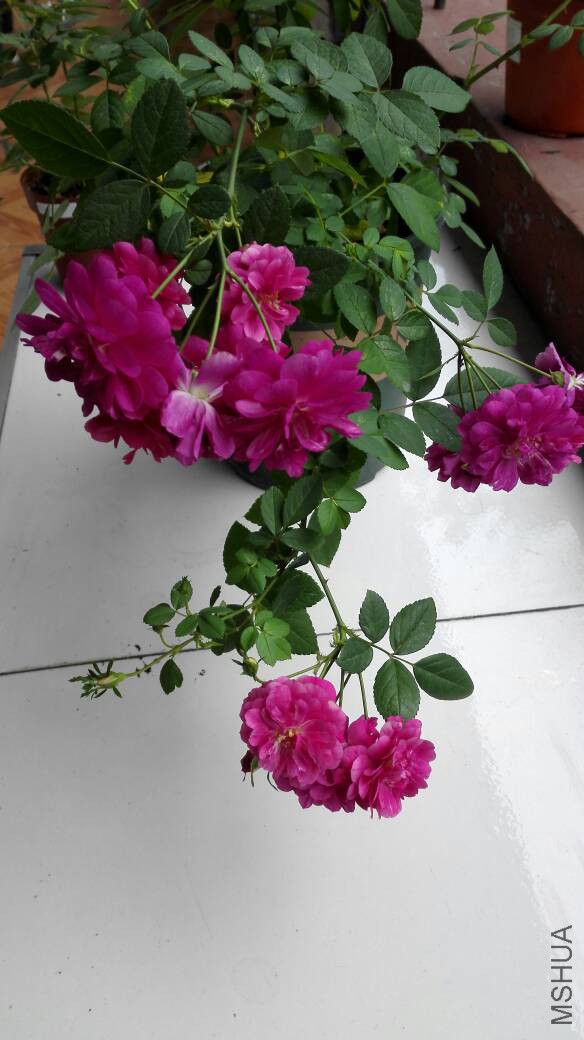 095656ybfl0zloxi1h8fol.jpg