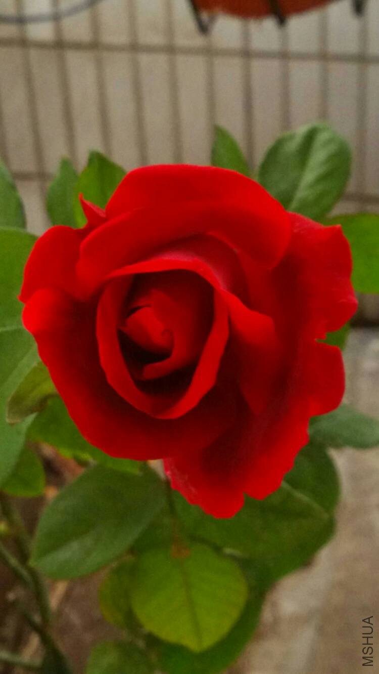 081831pxeqlqutl7xlnvxp.jpg