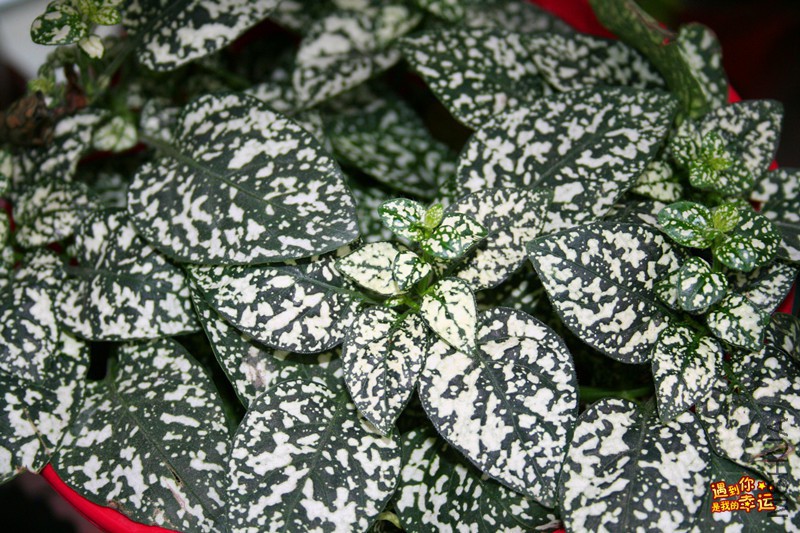 ��Ƭ 078_����.jpg