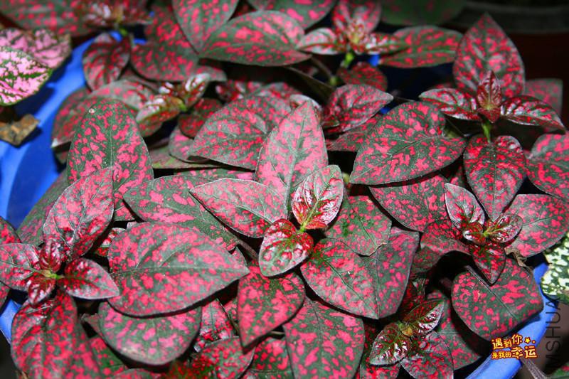 ��Ƭ 076_����.jpg