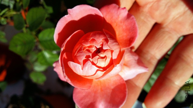 20161128_150738_����.jpg