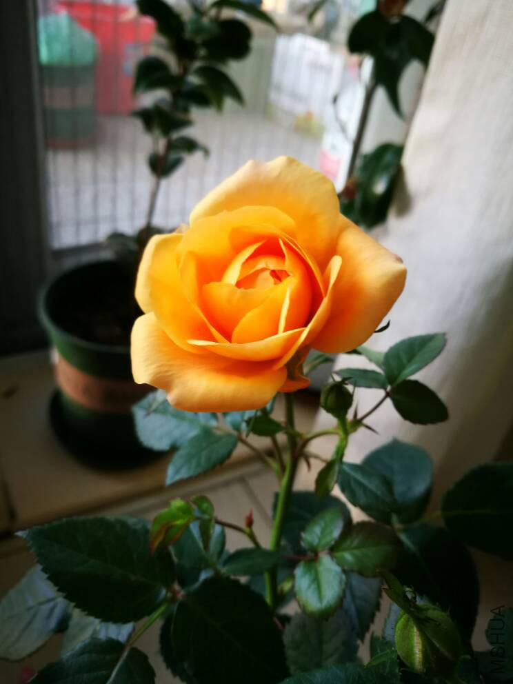 173339pza7op7770bxhx27.jpg