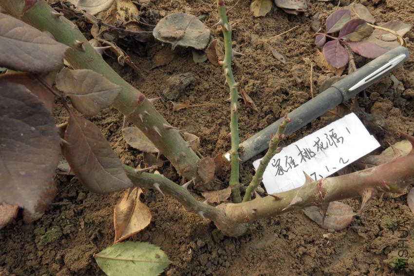 IMG_5219.JPG