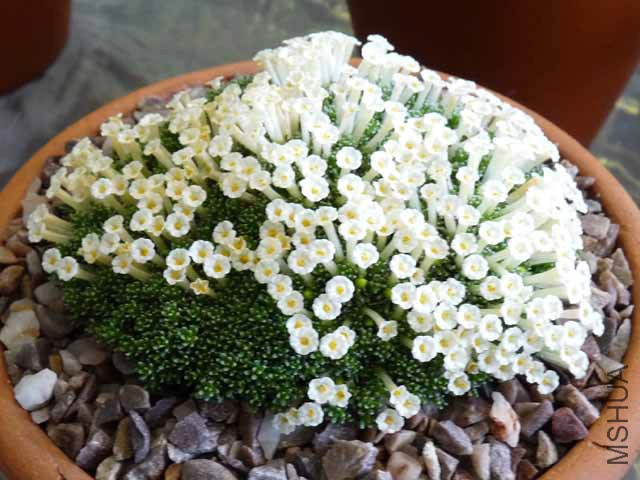 Benthamiella patagonica.jpg