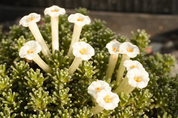 Benthamiella patagonica_4855.jpg