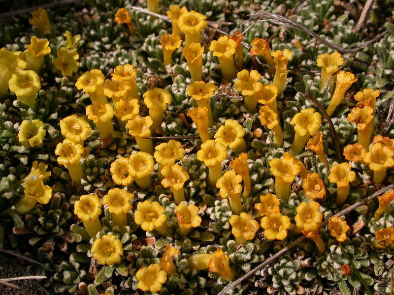 Pa 3337 Benthamiella patagonica-L.jpg