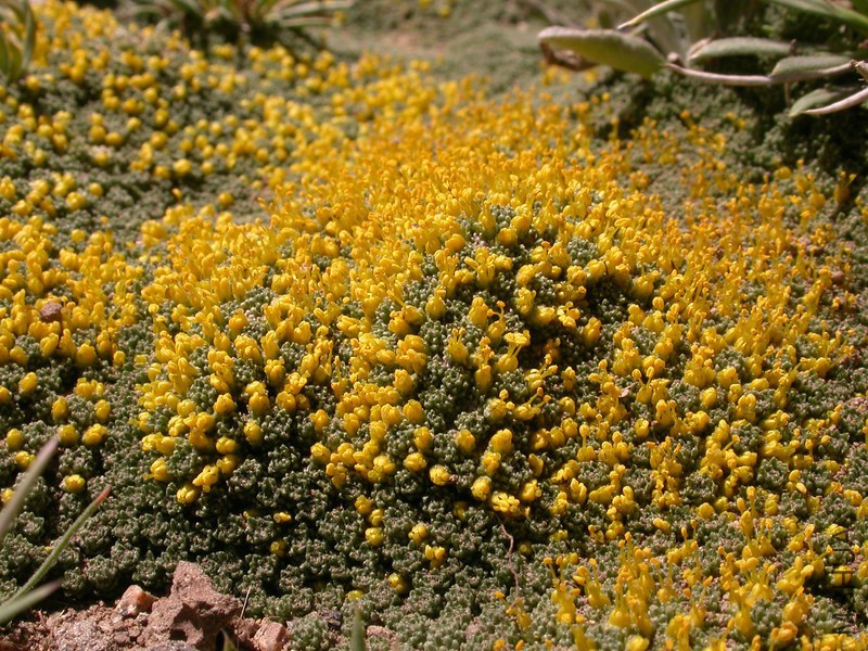 Pa 3644 Benthamiella azorella-L.jpg