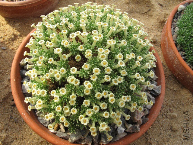 sizedBenthamiella patagonica F&amp;W 9968 35177.jpg