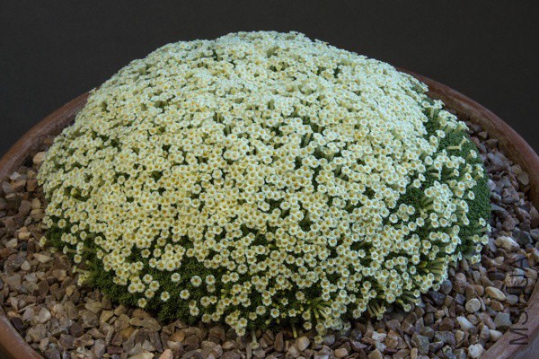 sizedsizedBenthamiella patagonica F W 10111_exh_Eric Jarrett_Farrer Medal-462936.jpg