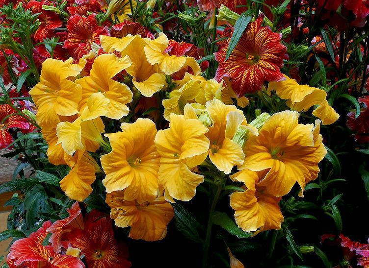 14d Painted Tongue salpiglossis.jpg