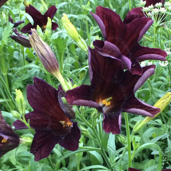 Salpiglossis-Black-Trumpets-web.jpg