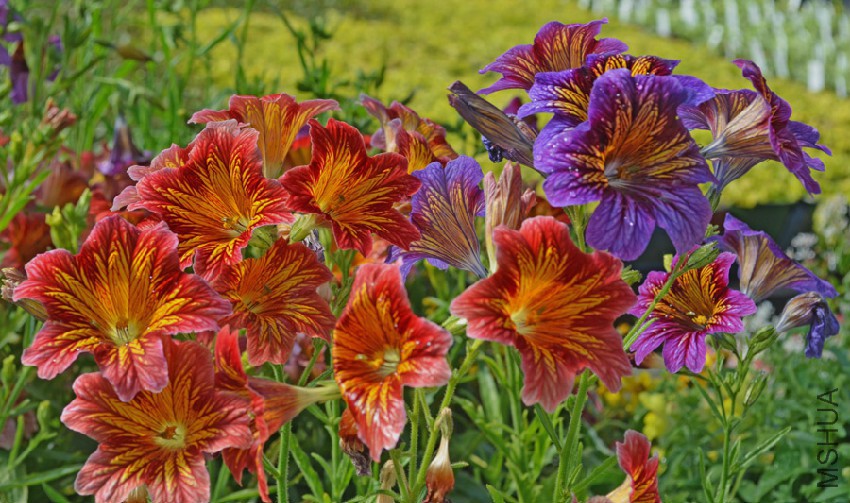 Tried-True-Salpiglossis-2.jpg
