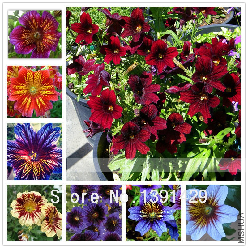 Hot-Selling-100pcs-Rare-font-b-Salpiglossis-b-font-font-b-seeds-b-font-Chile-morning.jpg