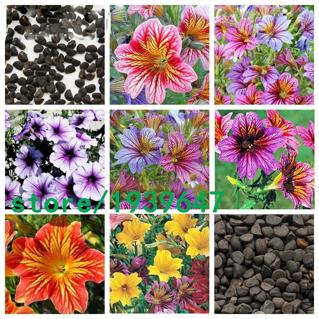 Hot-Selling-Rare-font-b-Salpiglossis-b-font-font-b-Seeds-b-font-Chile-Morning-Glory.jpg