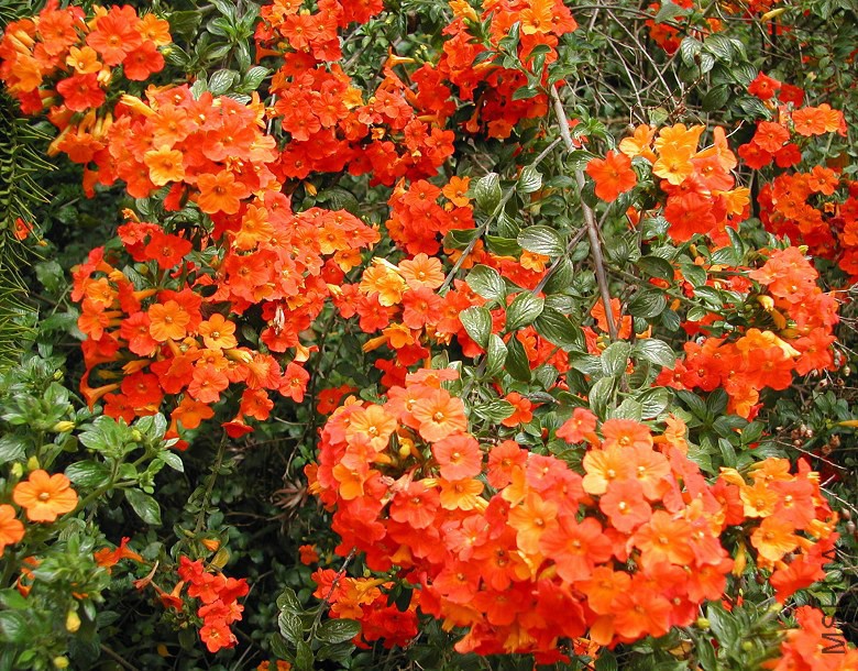 Streptosolen_jamesonii_Marmalade_Bush_4962.jpg