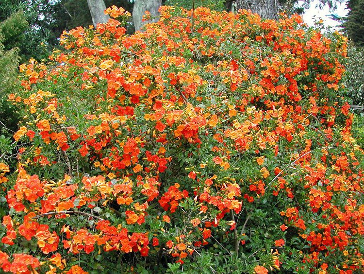 Streptosolen_jamesonii_Marmalade_Bush_8000.jpg
