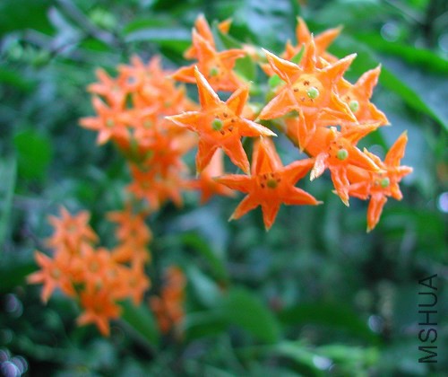 Cestrum_4176.jpg