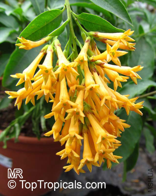 Cestrum_aurantiacum5536.jpg