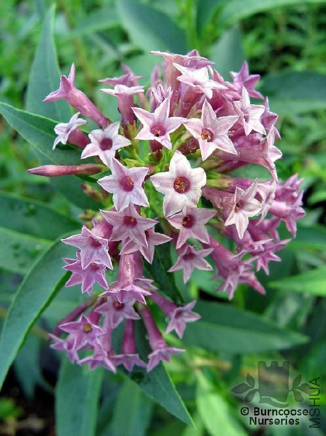 cestrum_cretian_purple.jpg