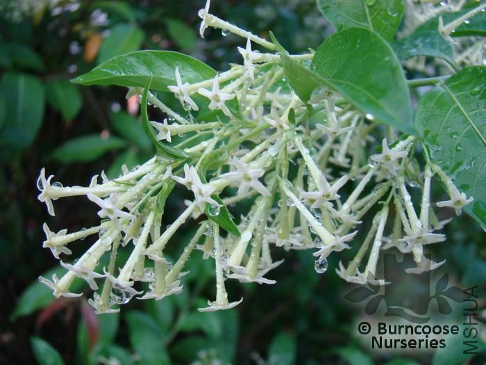 cestrum_nocturnum_1011.jpg