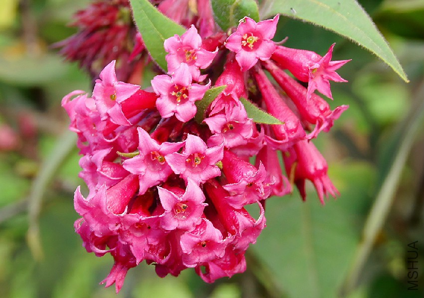 cestrum-elegans-flower-.jpg